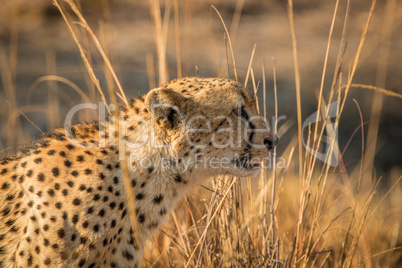 Side profile of a Cheetah in the Kruger.