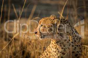Side profile of a Cheetah in the Kruger.