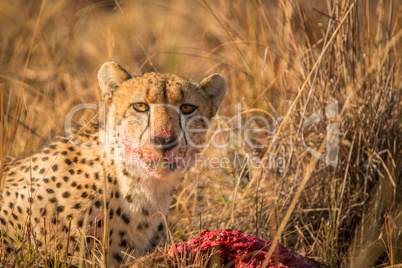 Cheetah on a kill starring in the Kruger.