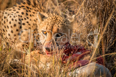 Cheetah eating in the Kruger.