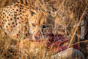 Cheetah eating in the Kruger.