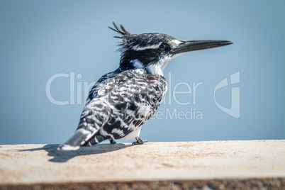 Pied Kingfisher sitting on a bridge in the Kruger.