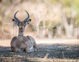 Impala laying down in the Kruger.