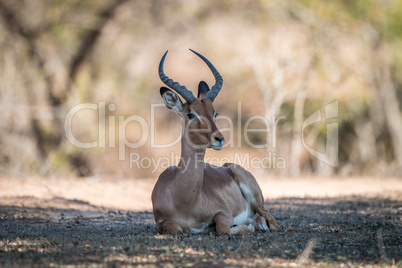 Impala laying down in the Kruger.