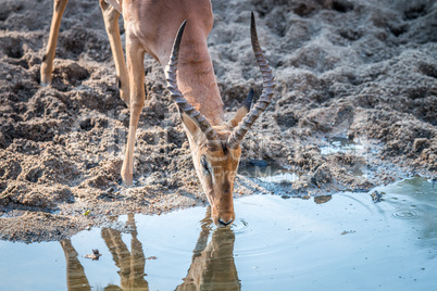 Impala drinking in the Kruger.