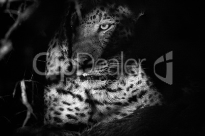 A Leopard in the bushes in black and white.