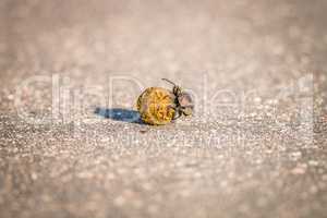 A Dung beetle rolling a ball of dung in the Kruger.