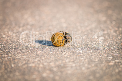 A Dung beetle rolling a ball of dung in the Kruger.