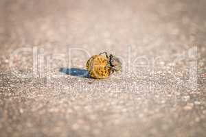 A Dung beetle rolling a ball of dung in the Kruger.