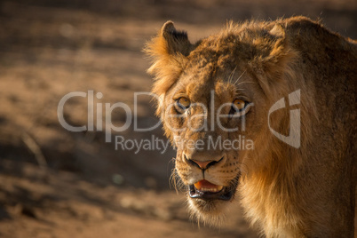 A starring young male Lion in the Kruger.