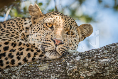 A Leopard laying in a tree in the Kruger.