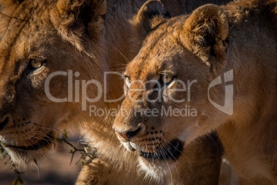 Two Lions walking in the Kruger.