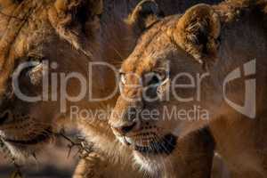 Two Lions walking in the Kruger.