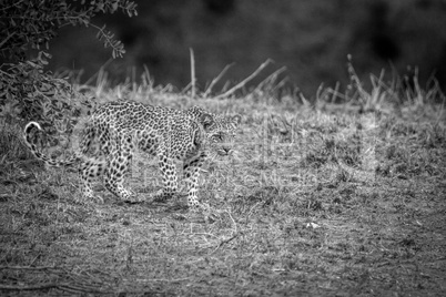 A Leopard walking in black and white in the Kruger.