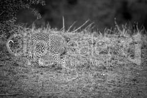 A Leopard walking in black and white in the Kruger.