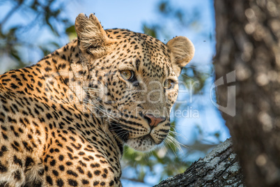 A Leopard looking back in a tree in the Kruger.