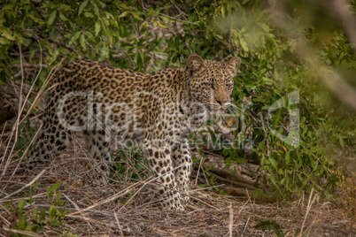 A young Leopard on the look out in the Kruger.