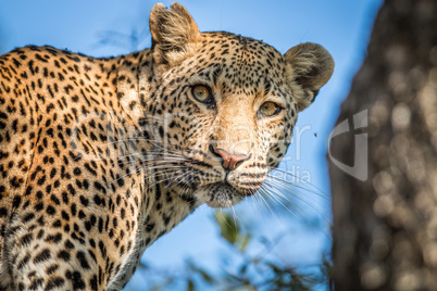 A Leopard looking back in the Kruger.