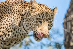 A Leopard licking himself in the Kruger.