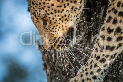 A close up of a Leopard going down a tree.