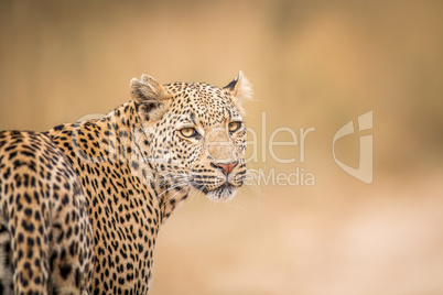 A Leopard looking back in the Kruger.