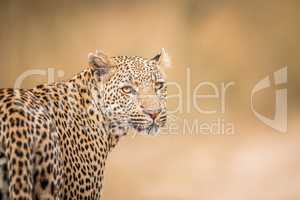 A Leopard looking back in the Kruger.