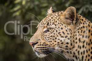 Side profile of a Leopard in the Kruger.