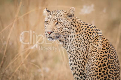 A Leopard looking back in the Kruger.