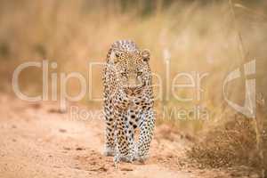 A Leopard walking towards the camera in the Kruger.