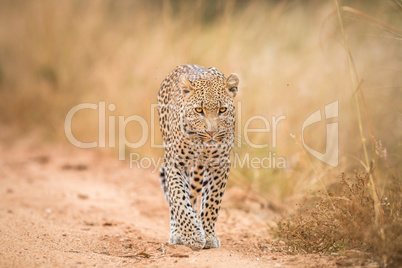 A Leopard walking towards the camera in the Kruger.