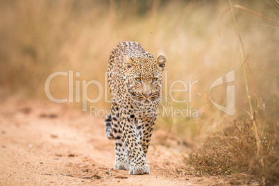A Leopard walking towards the camera in the Kruger.