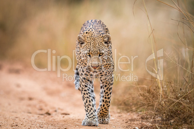 A Leopard walking towards the camera in the Kruger.