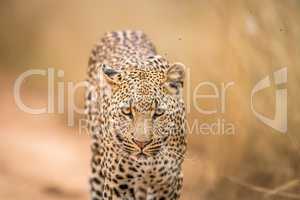 A Leopard walking towards the camera in the Kruger.