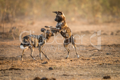 Playing African wild dogs in the Kruger.