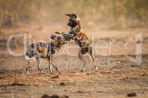 Playing African wild dogs in the Kruger.