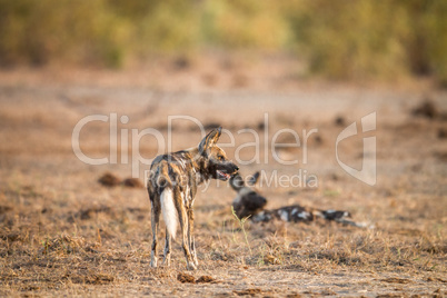 Two African wild dogs in the Kruger.