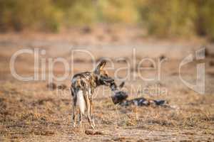 Two African wild dogs in the Kruger.