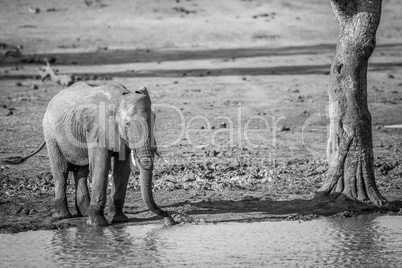 A drinking Elephant in black and white in the Kruger.