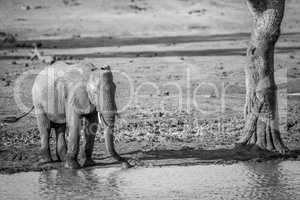 A drinking Elephant in black and white in the Kruger.