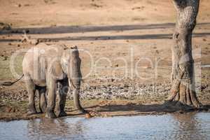 A drinking Elephant in the Kruger.