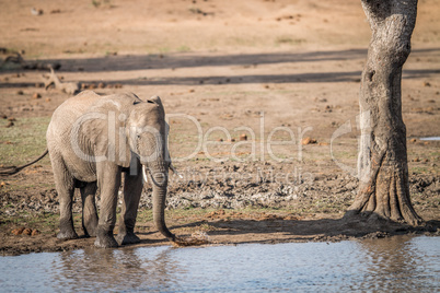 A drinking Elephant in the Kruger.