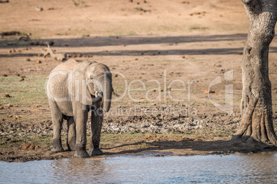 A drinking Elephant in the Kruger.