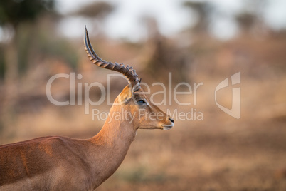 Side profile of an Impala in the Kruger.