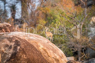 A Klipspringer on a rock in the Kruger.