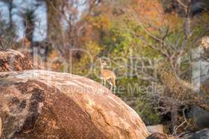 A Klipspringer on a rock in the Kruger.