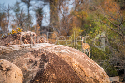 A Klipspringer on a rock in the Kruger.