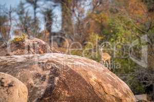 A Klipspringer on a rock in the Kruger.