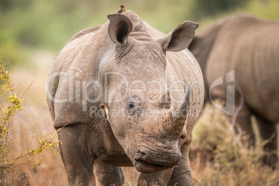 Starring White rhino with oxpeckers in the Kruger.
