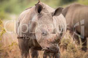 Starring White rhino with oxpeckers in the Kruger.