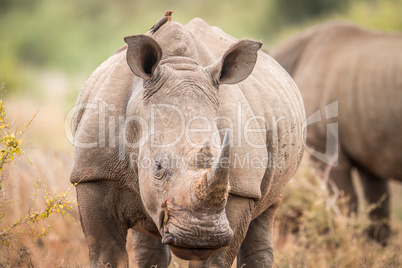 Starring White rhino with oxpeckers in the Kruger.